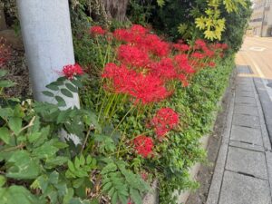 彼岸花