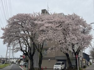 ソメイヨシノ２